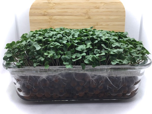 1 Variety Microgreen Garden Kit for Indoor Gardening