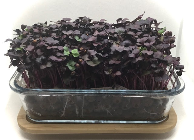 1 Variety Microgreen Garden Kit for Indoor Gardening