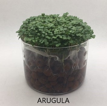 3 Variety Microgreen Garden Kit for Indoor Gardening