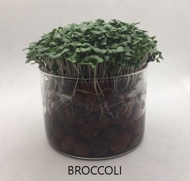 3 Variety Microgreen Garden Kit for Indoor Gardening