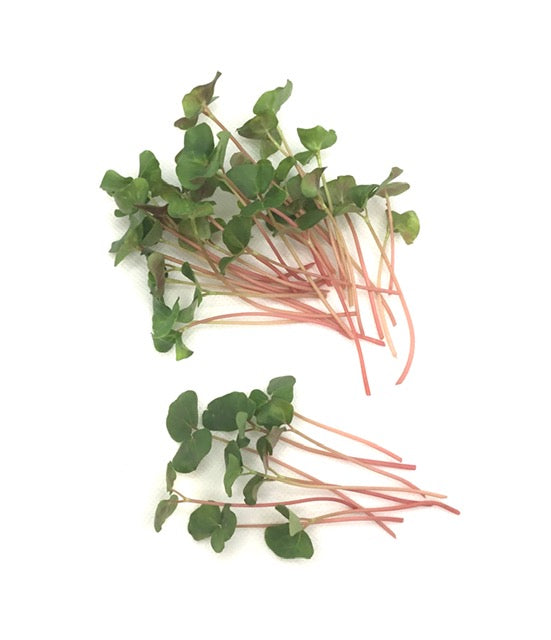 Buckwheat Microgreens (gluten-free)