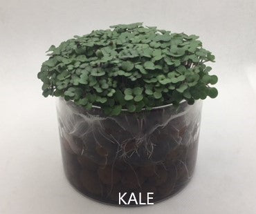 3 Variety Microgreen Garden Kit for Indoor Gardening