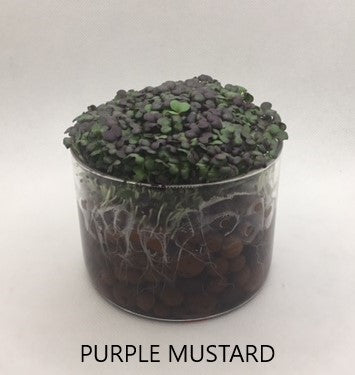 3 Variety Microgreen Garden Kit for Indoor Gardening