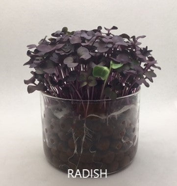 3 Variety Microgreen Garden Kit for Indoor Gardening