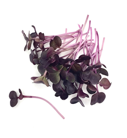 Radish Sango Purple