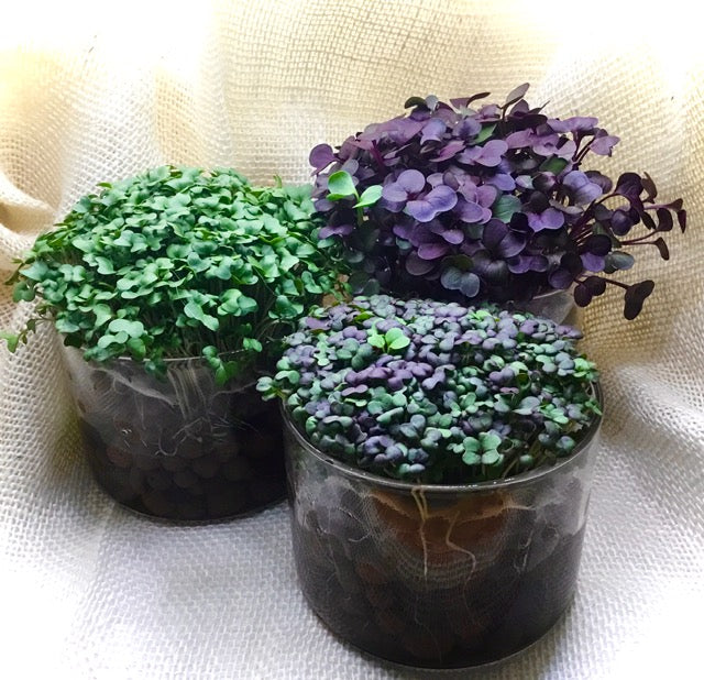 3 Variety Microgreen Garden Kit for Indoor Gardening