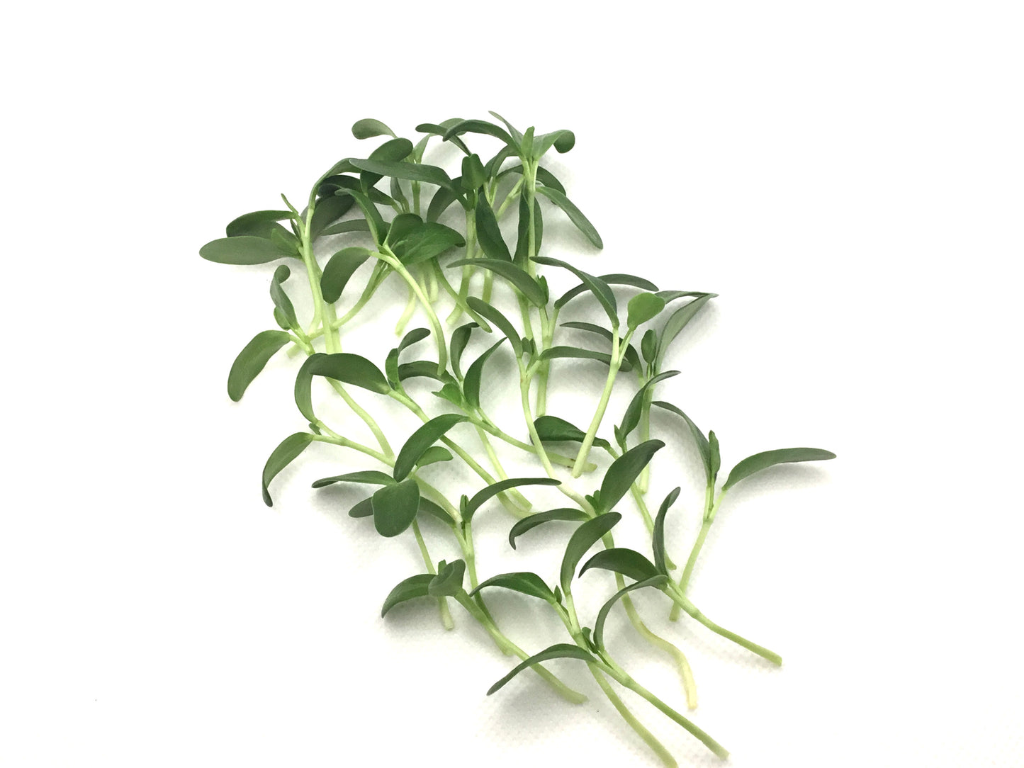 Fenugreek