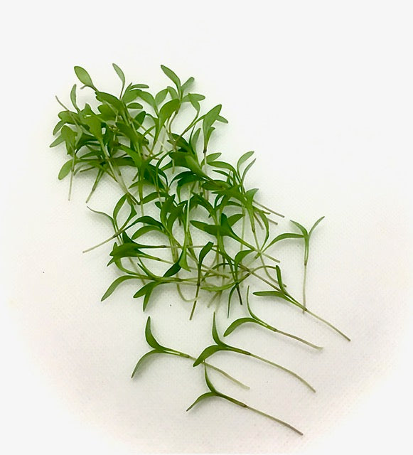 Cilantro