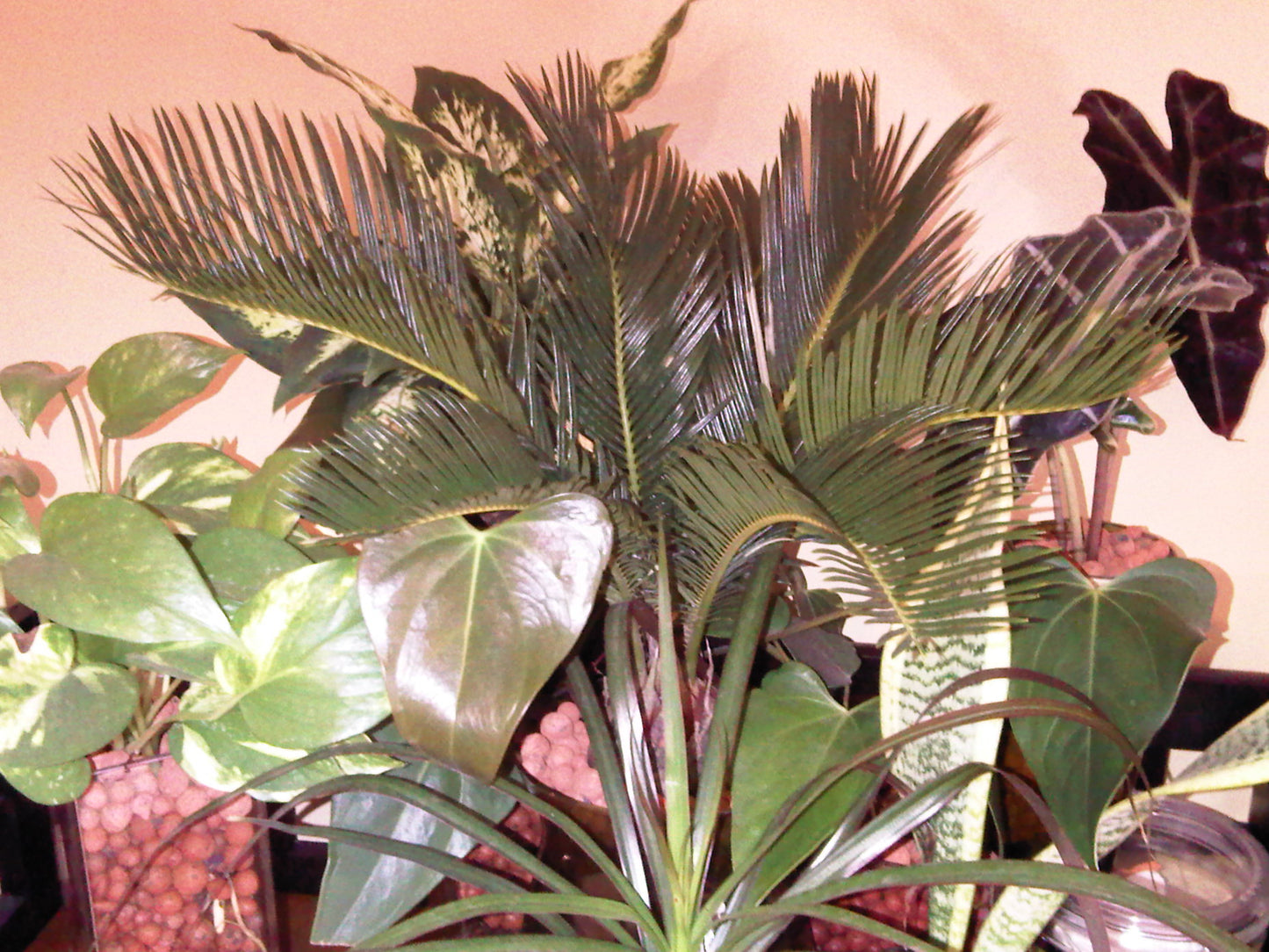 Houseplant in LECA