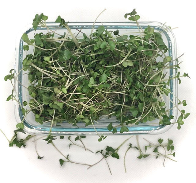 1 Variety Microgreen Garden Kit for Indoor Gardening