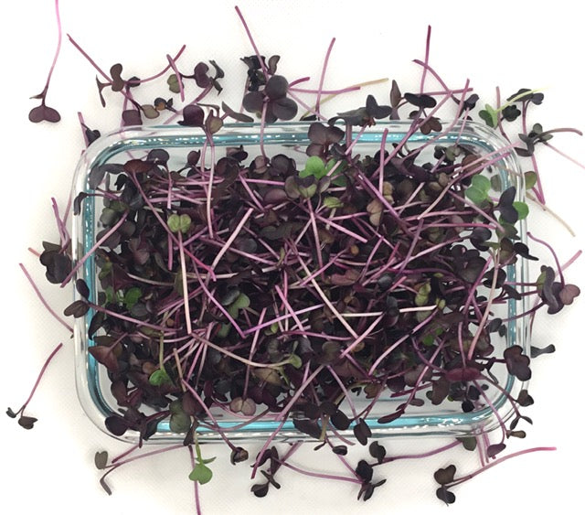 1 Variety Microgreen Garden Kit for Indoor Gardening